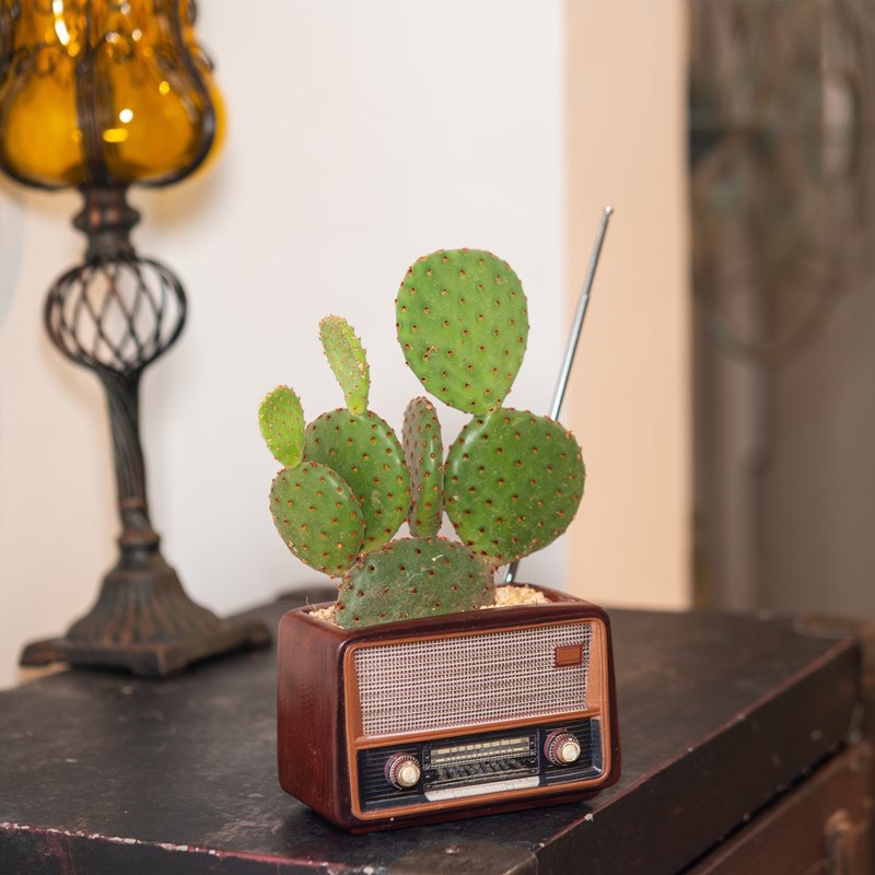 Chậu Trồng Sen Đá Chậu Nhựa Trồng Cây Mini Decor Trang Trí Dễ Thương Nhiều Mẫu