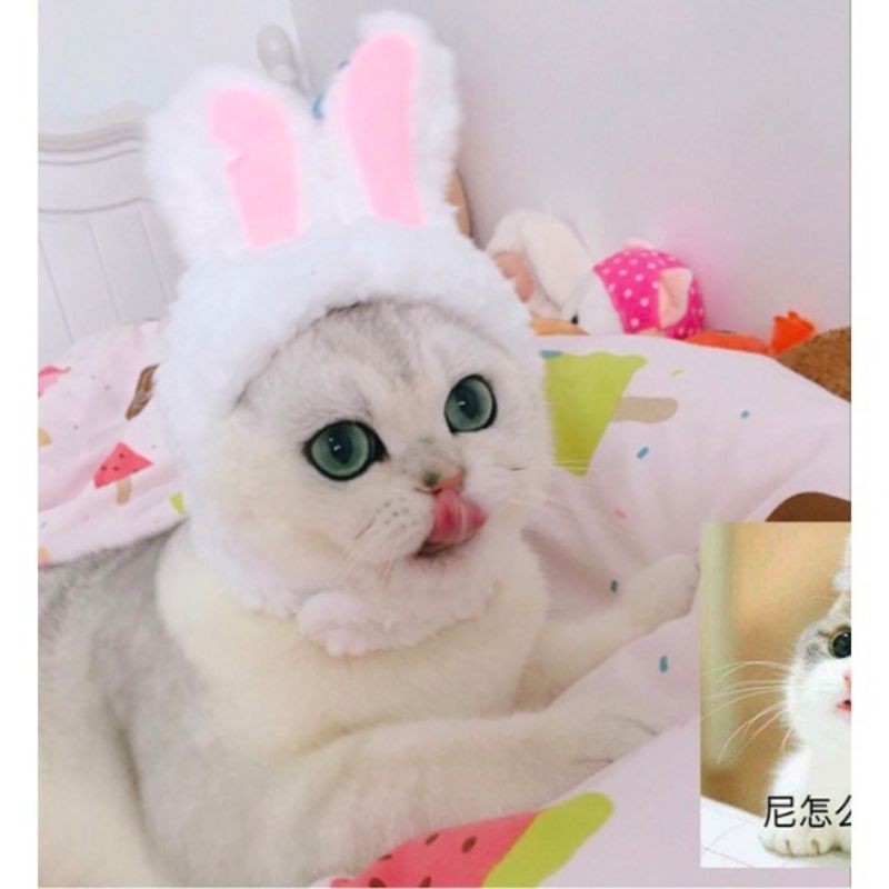 Nón Tai Thỏ Cute Dành Cho Boss