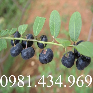 Cây mực tươi giống khô 1kg loại 01