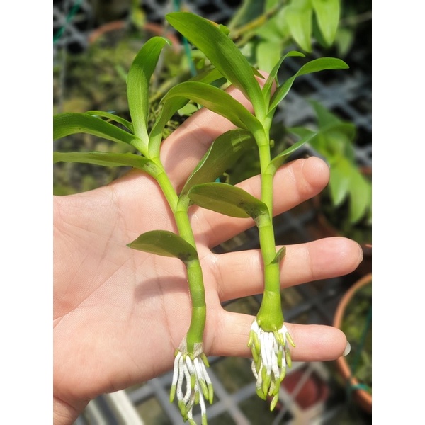 Hoa Phong Lan  Mua 3 🎁 thêm 1 Phi Điệp 5 cánh trắng HO