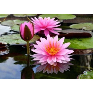 Cây giống hoa súng