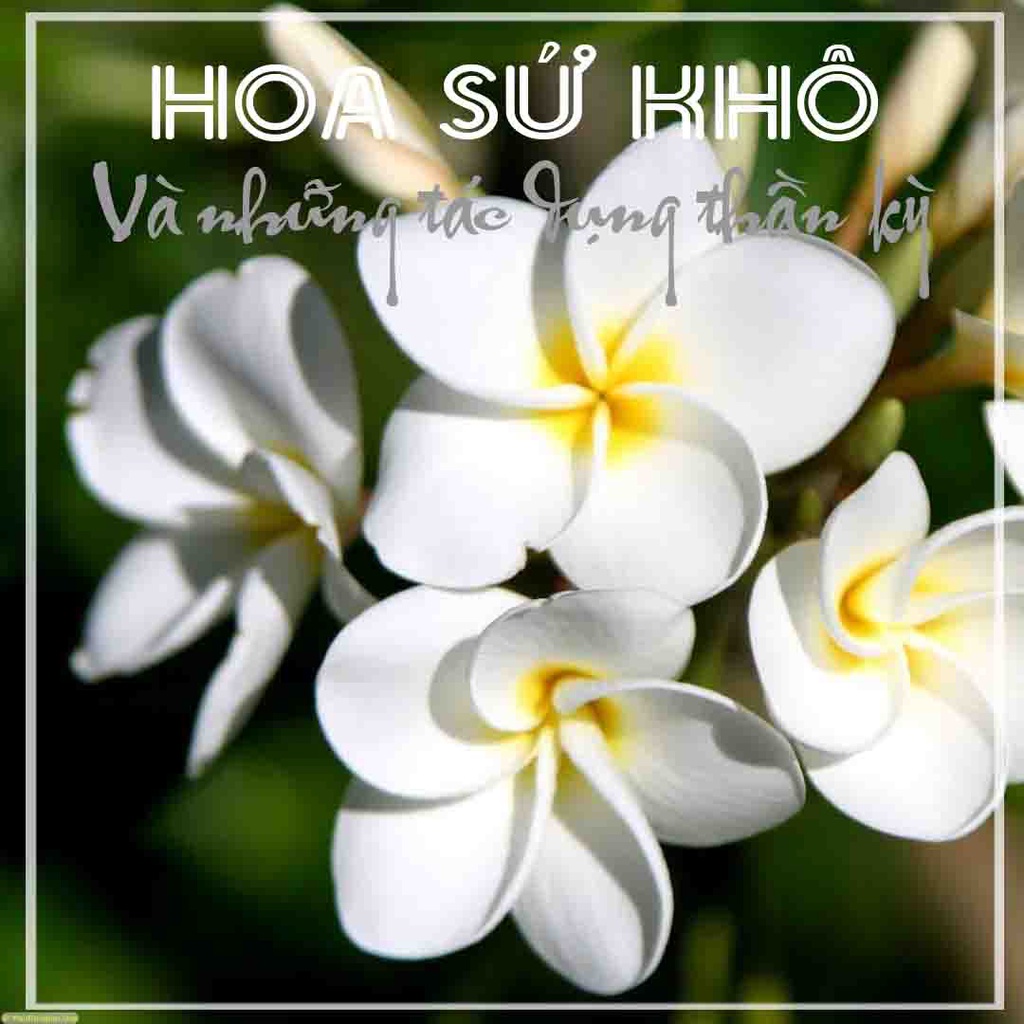 Thảo dược TRÀ HOA SỨ TRẮNG khô đóng gói 1kg - Hàng Công ty loại 1