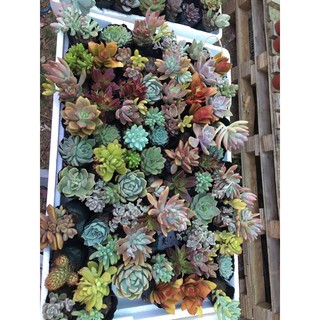 Sen đá size BẦU mix 10 cây