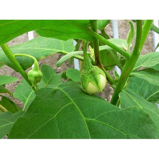 Hạt giống cà pháo xanh 30 hạt