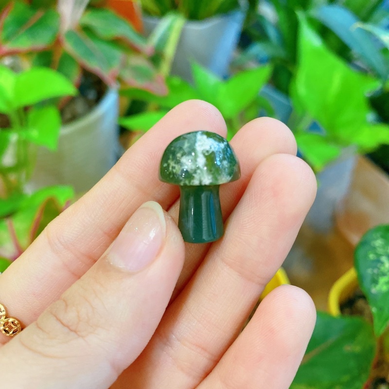 Nấm các loại đá