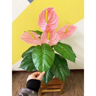 Cây giả- cây môn hồng 70cm