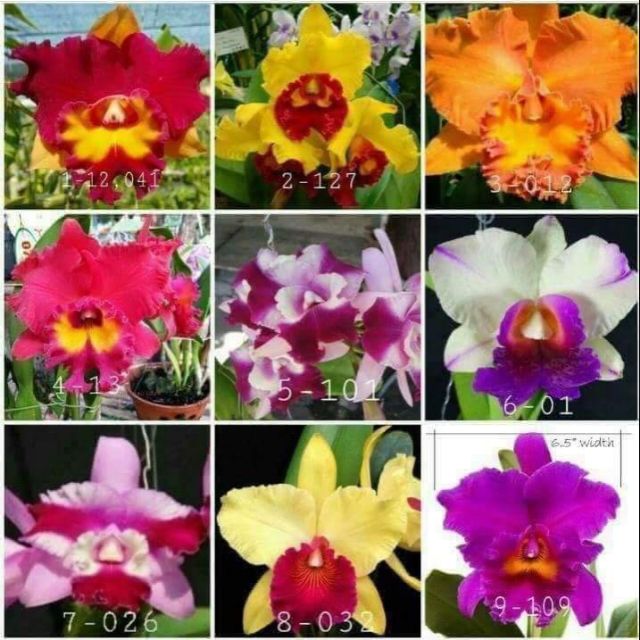 Cattleya cây giống hoa xổ