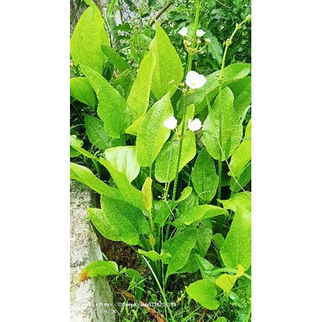 Bạch thủy Tiên,Thủy Cúc, Lan nước