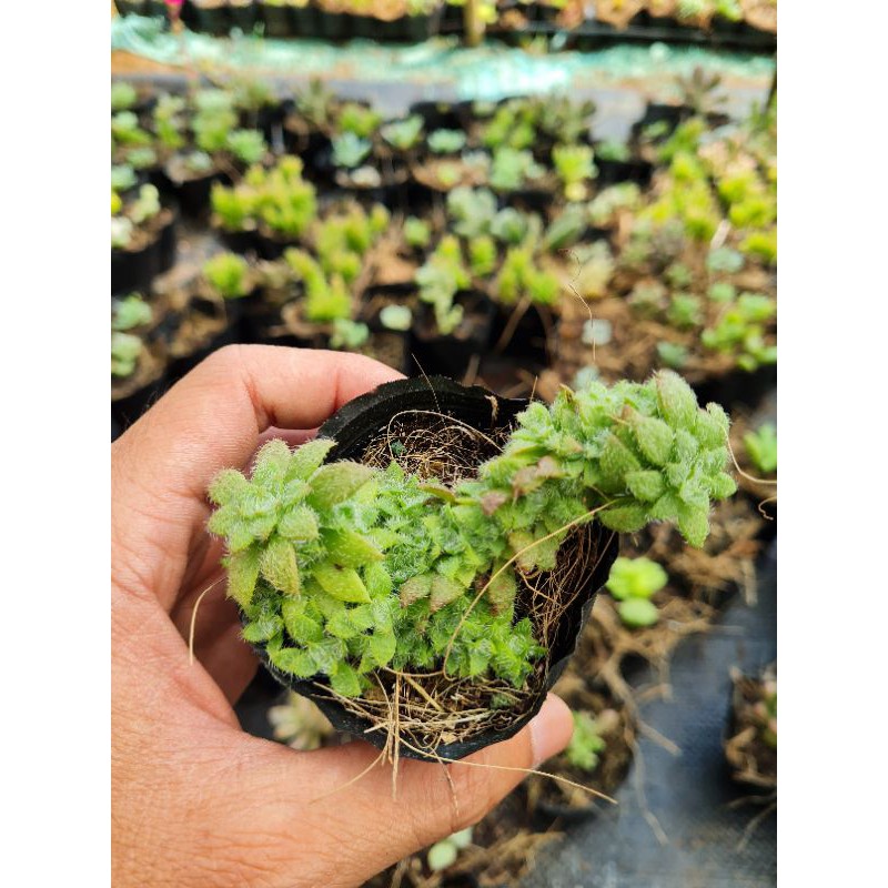 Sen đá sedum phật bà lông