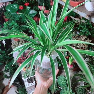 Chậu cây dây nhện thuỷ sinh