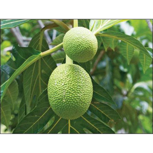 Cây Sake.... Sáp....siêu trái....1m50☆☆☆☆☆