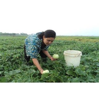 Hạt Giống Dưa Lê Siêu Ngọt PoPoCa