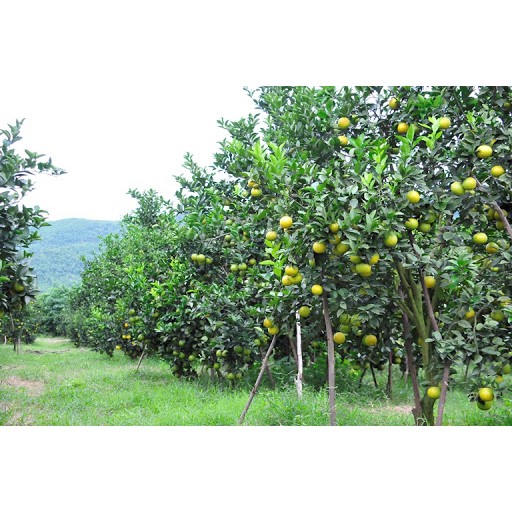 PHÂN BÓN HỮU CƠ NHẬT - NATURAL GRO ORGANIC - 500GR chuyên dùng cho Cây Rau, Hoa và Bonsai.