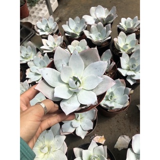 Sen đá Hạc Trắng 16cm