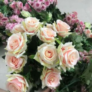 Hồng tàu 12 bông