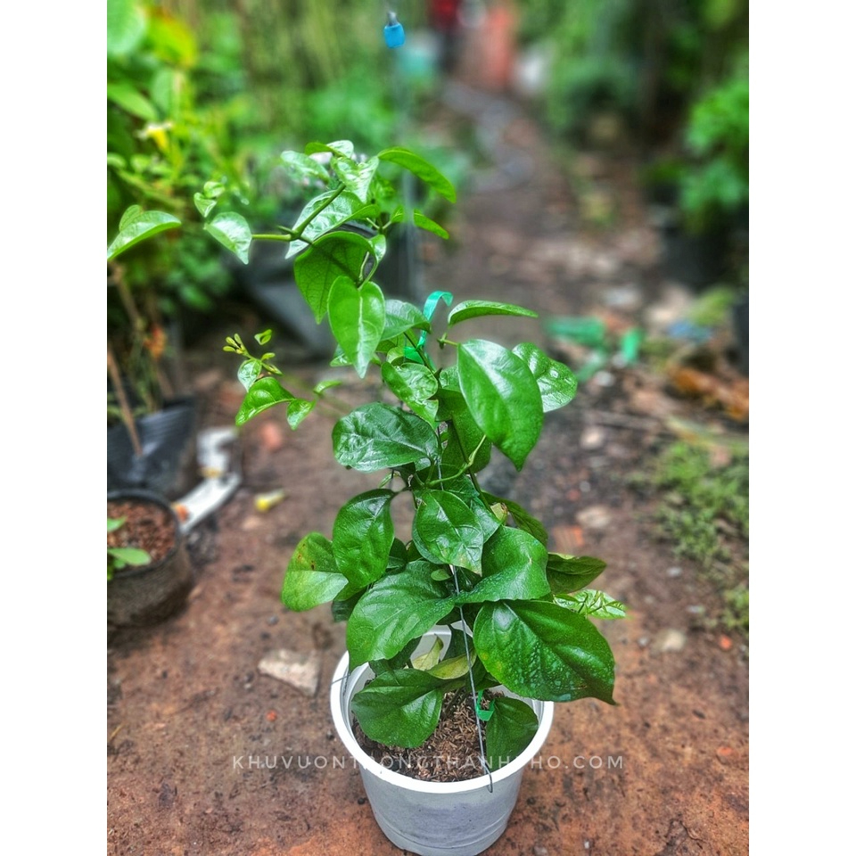 Cây lan hoàng dương giống thái