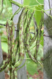 HẠT GIỐNG ĐẬU Y pole