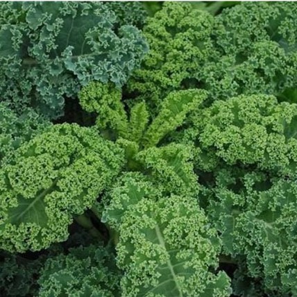 Hạt giống cải kale xoăn xanh f1 - 400 hạt nk mỹ - ảnh sản phẩm 1