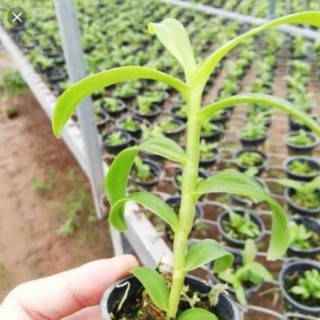 Hoa phong lan giả hạc ma bó lâm đồng