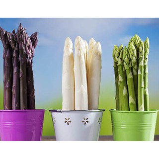 Combo 3 gói Hạt giống Măng Tây ( xanh + trắng + tím ) (TẶNG gói kích thích hạt nảy mầm)