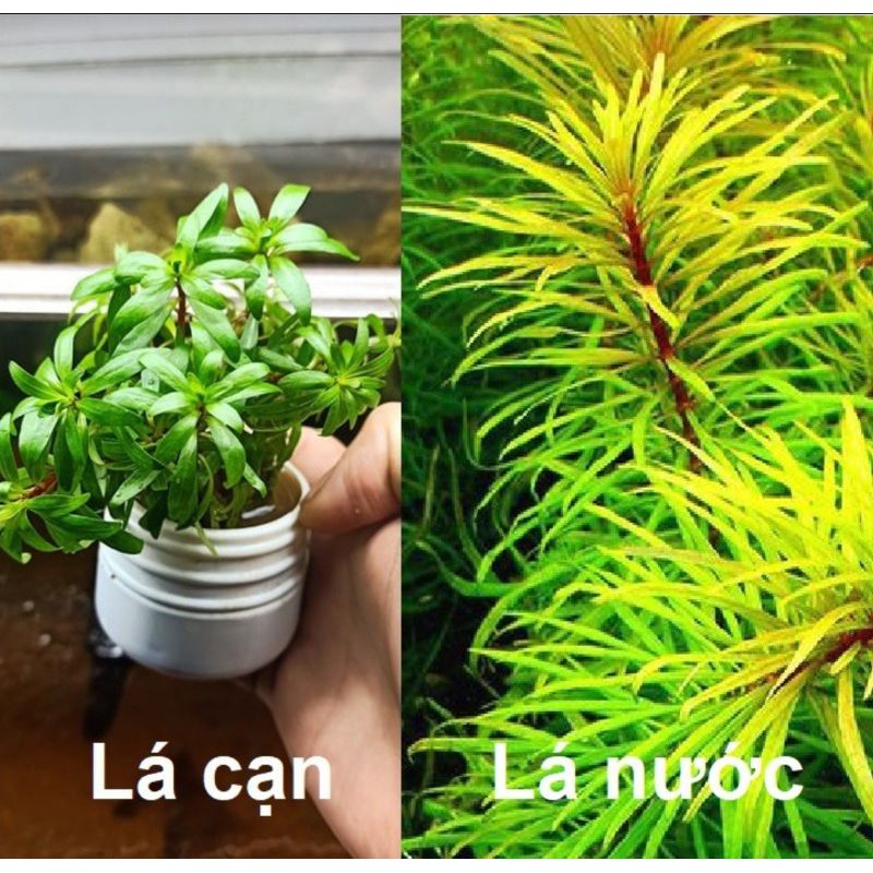 15 Cây Thủy Sinh Hoàng Thái Dương lá cạn | Hồng thái dương dễ trồng không cần co2