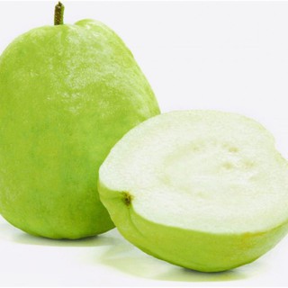 Cây giống ổi không hạt- Cây ghép ổn định, nhanh trái- Hoa kiểng THfarm- Cây chuẩn giống