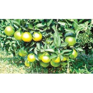 Cây giống Cam xoàn.