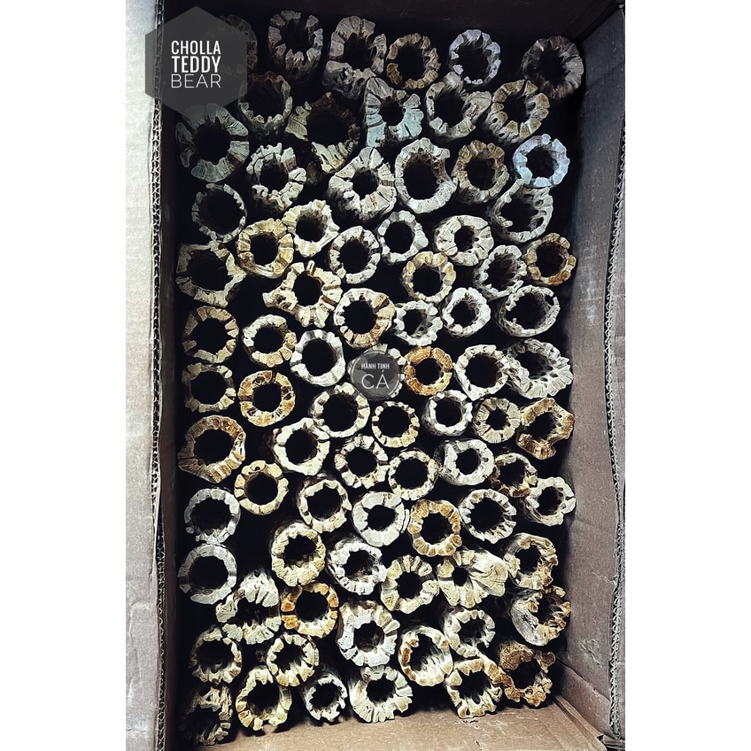 Lũa Cholla Teddy Bear Cho CÁ TÉP TÔM Cảnh Thủy Sinh