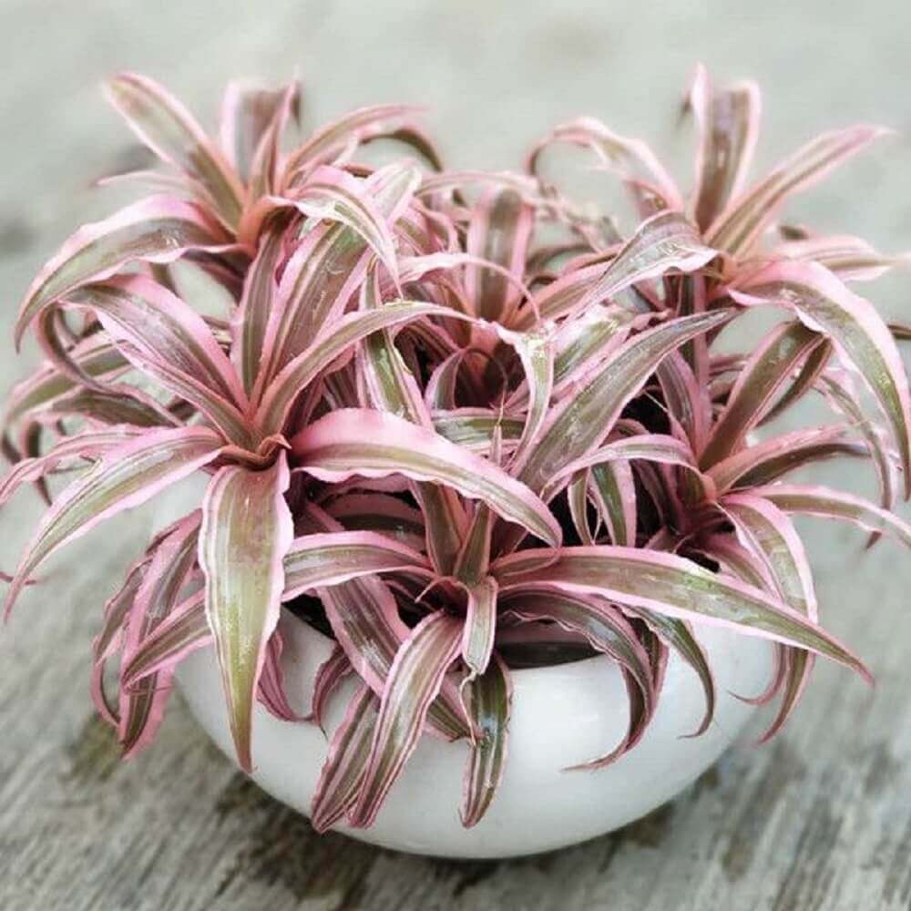 Cây giống Cryptanthus bivittatus Pink Starlite (Dứa cảnh, Nhung Diệp Tiểu Phụng) chậu nhựa