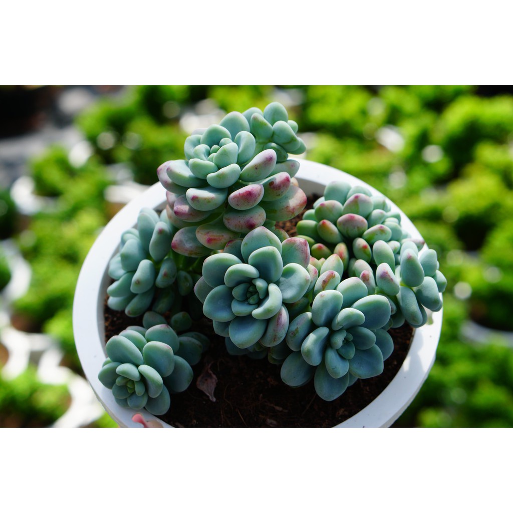 Sen Đá Sỏi Thiên Thanh GLASS GARDEN chậu lớn 15cm, thơm mùi kẹo, Hàng Đà Lạt, lỗi 1 đổi 1