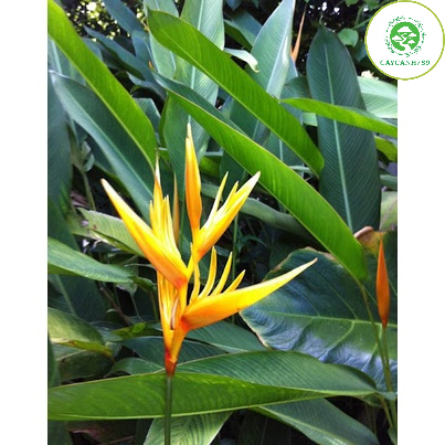 Cây chuối thiên điểu - cây chuối mỏ két cao 50-60 cm .