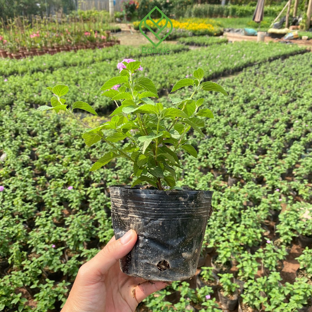 Cây hoa ngũ sắc [cao 25cm] hoa vàng, hoa tím, nở quanh năm - Edenic Garden