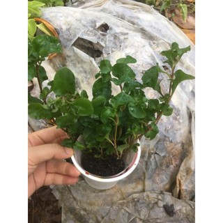 chậu dền nhật
