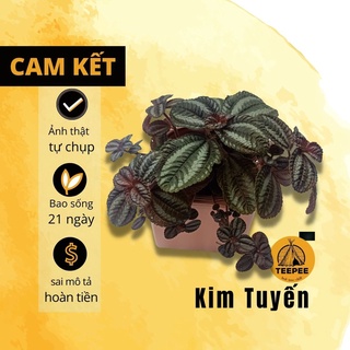 Cây để bàn - cây KIM TUYẾN mini để bàn 10*10*15 cm, cây trong chậu ươm