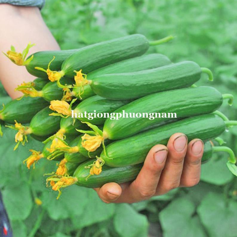 5H - HẠT GIỐNG DƯA CHUỘT CHÙM SIÊU TRÁI