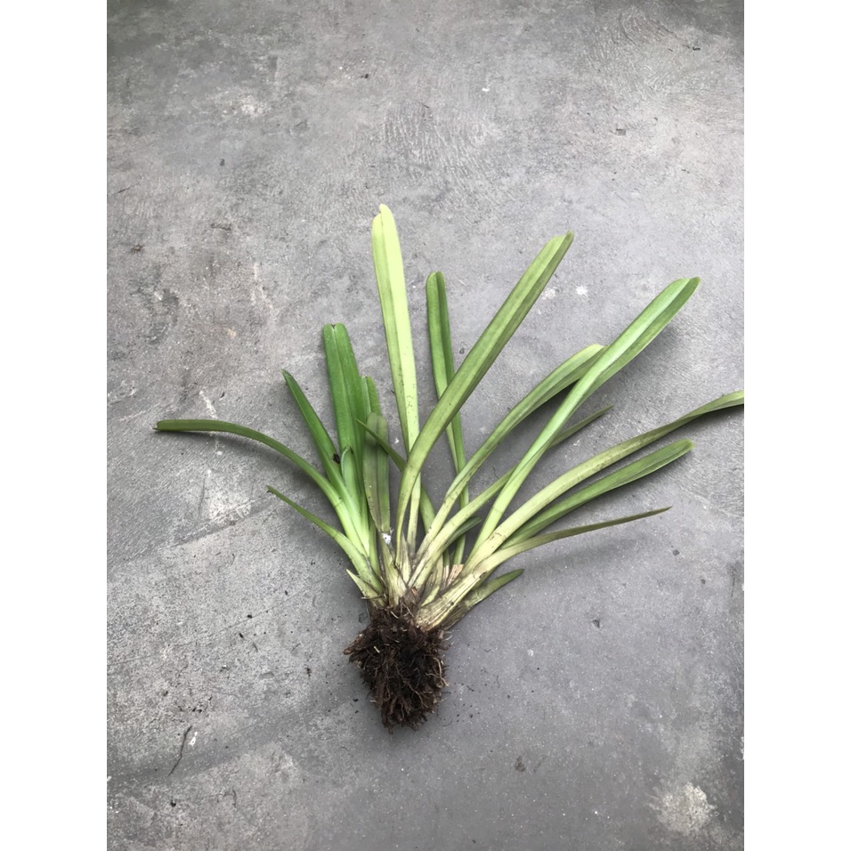 Combo 4 thân hoa lan kiếm tiên vũ