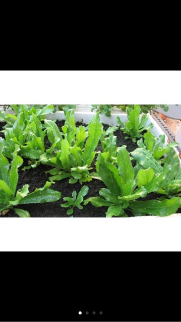 Hạt giống mùi tầu