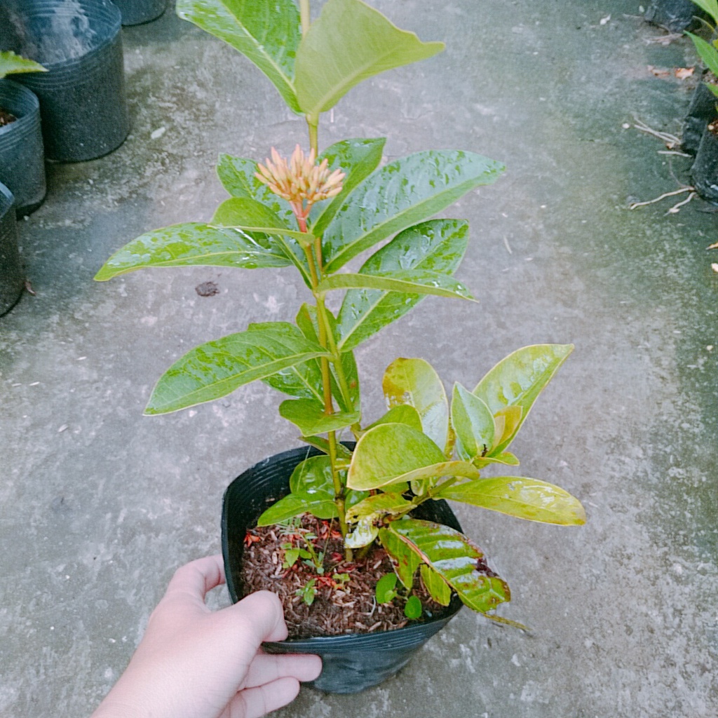 Mẫu Đơn Mỹ Đỏ - cây bông trang mỹ - caykiengsadec