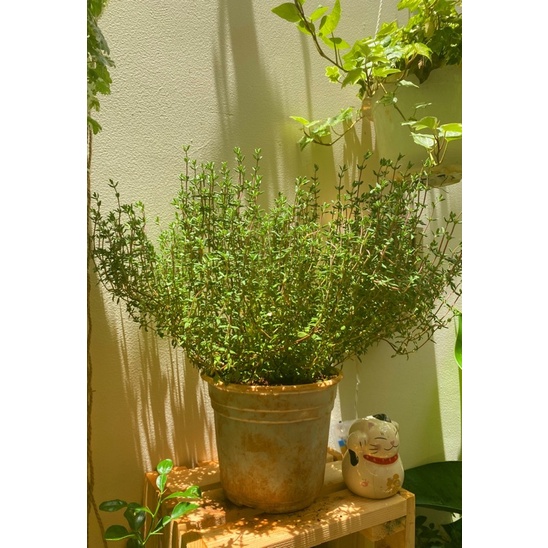 Thyme (Xạ hương)