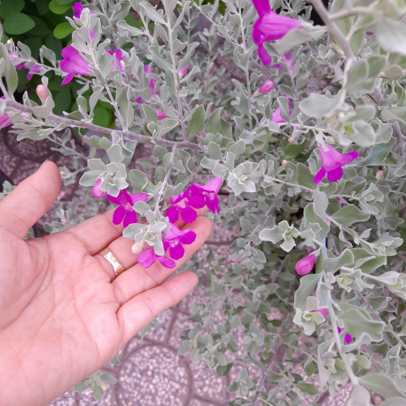 CÂY HOA TUYẾT SƠN PHI HỒ, hoa tím, đang hoa.