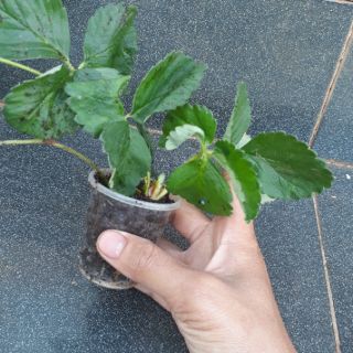 2 Ngó dâu bạch Tuyết