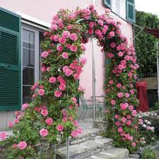 Com bo 4 cây giống hoa hồng leo pháp, có 20 mặt hoa