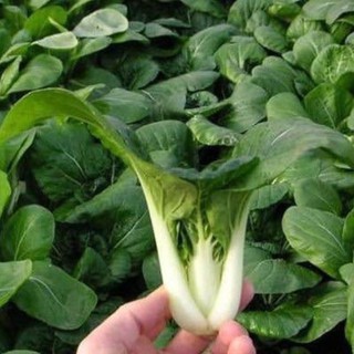 [Siêu khuyến mại] Hạt giống cải pokoy trắng