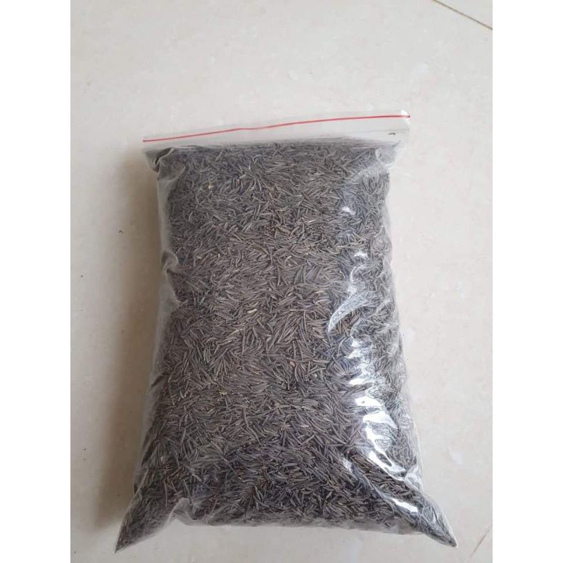 Hạt Giống Hoa Sao Nhái F1 Mix Nhiều Màu Loại Dễ Trồng, Hoa Nở Đẹp-Tổng kho hạt giống giá rẻ