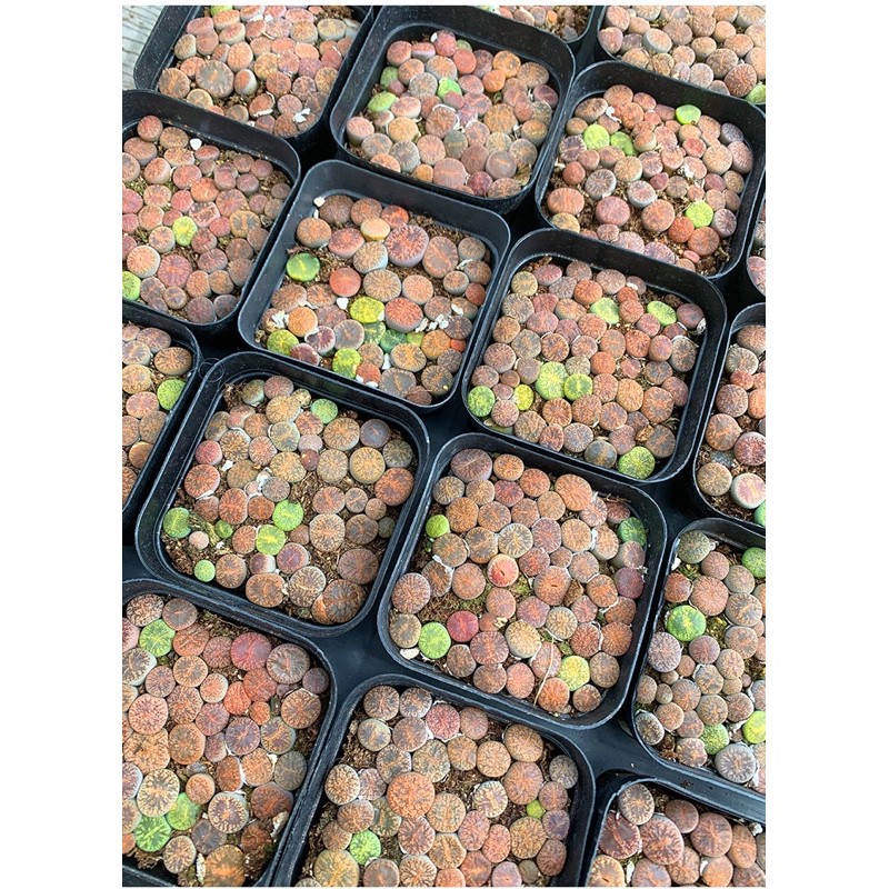 [Mã 44LIFESALE giảm 10% đơn 99K] [SIÊU SALE] CHẬU SEN ĐÁ LITHOPS ĐỦ LOẠI NGẪU NHIÊN (SEN MÔNG; THẠCH LAN)