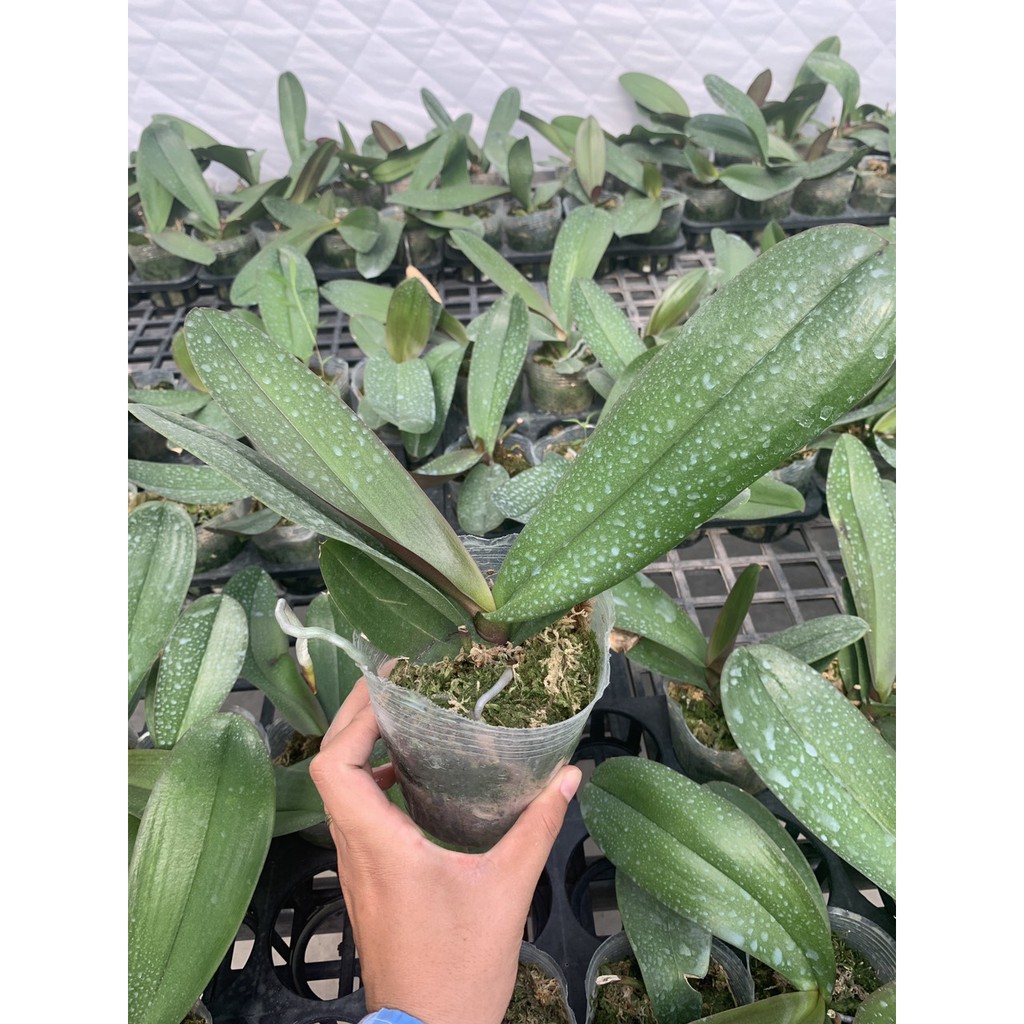 Lan Hồ Điệp màu Đỏ Địa Chủ cốc đại 3.5 chuẩn màu hoa