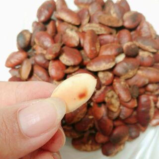 HẠT KƠ NIA ( loại chưa rang)