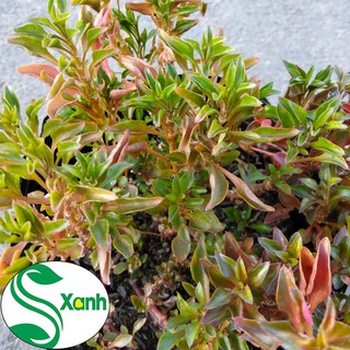 Cây Cảnh Kỉ Đỏ