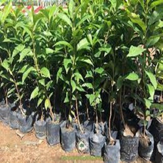 CÂY GIỐNG LÁ VỐI NẾP