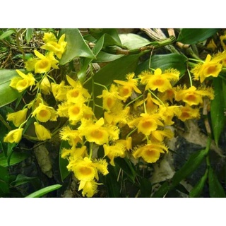 Hoa Lan kiều môi tua(bó 10 thân)